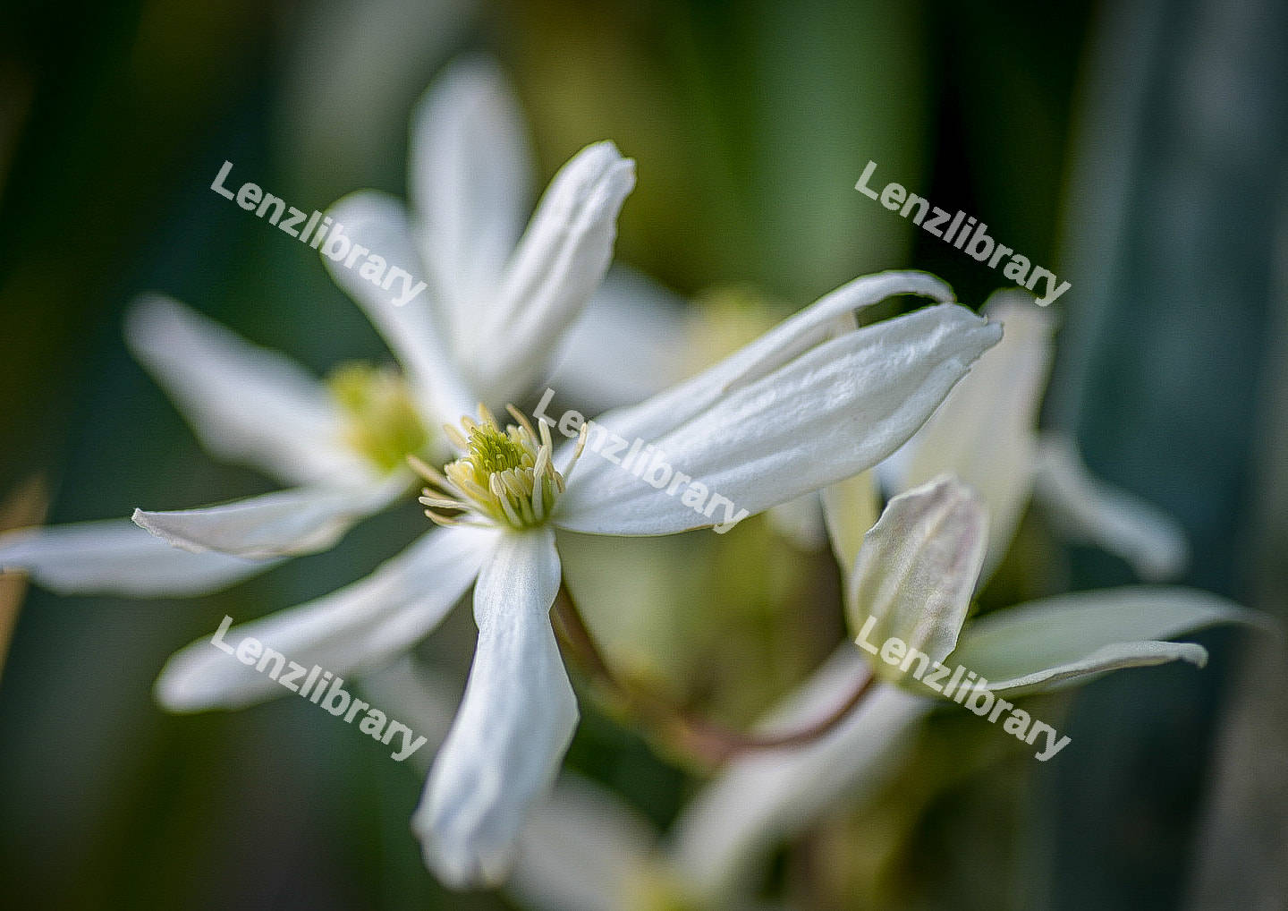 Clematis Armandii